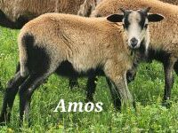 American Blackbelly Ram Lambs