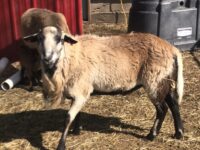 Magnificent Young BBB Ram for Sale