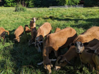 Barbados Blackbelly ewe lambs and breeding ewes for sale